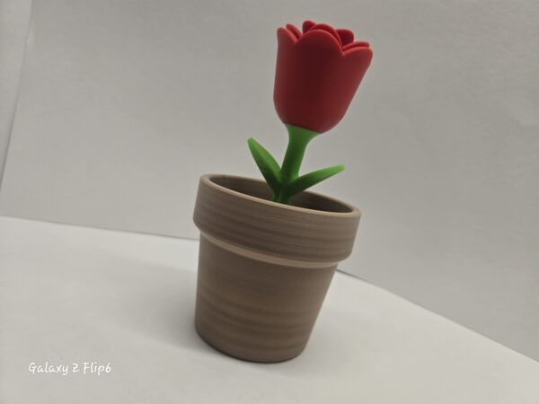 springy rose