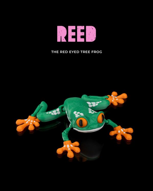 Reed, the Red Eyed Tree Frog