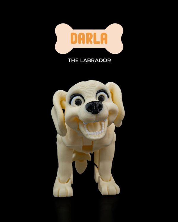 Darla, the Labrador