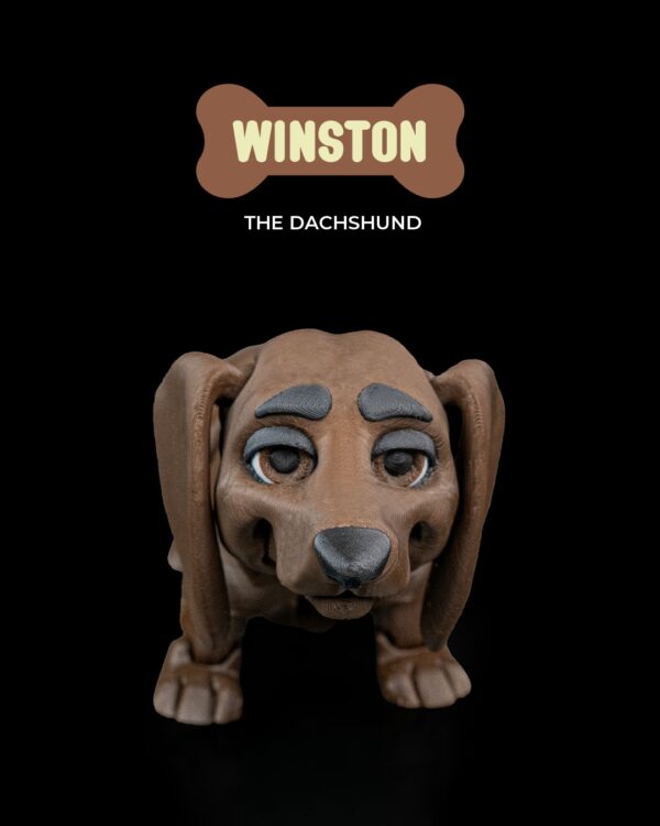 Winston, the Dachshund