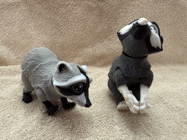 Racoon