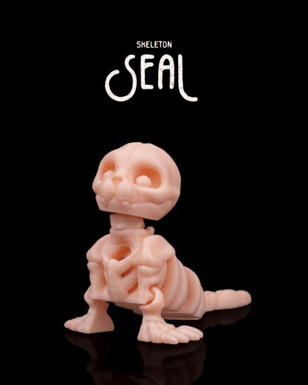 Squelette Phoque / Skeleton Seal
