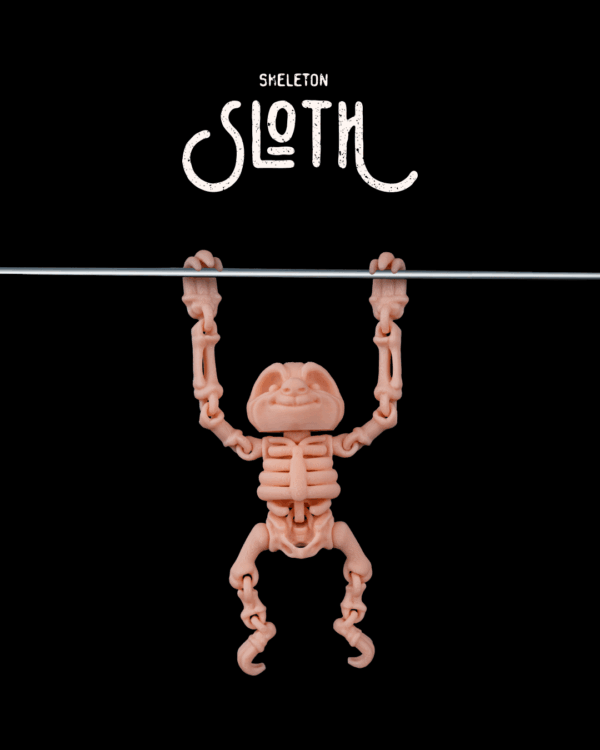 Squelette Paresseux / Skeleton Sloth