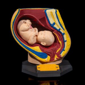 Female Reproductive System