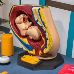 Female Reproductive System