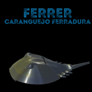 Ferrer, Caranguejo ferradura