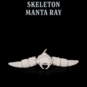 Skeleton Manta Ray