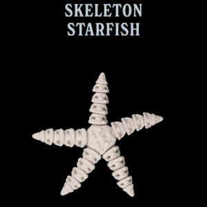 Skeleton Starfish