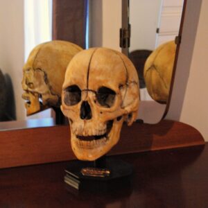 Crâne humain cabinet de curiosités