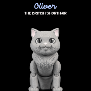 Oliver, the British Shorthair