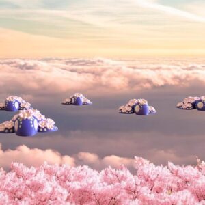 cherry blossom