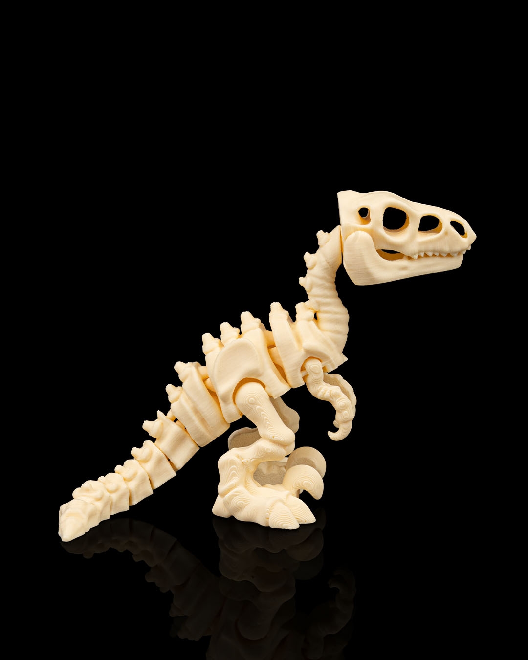 Esqueleto de Dinossauro Velociraptor Articulado - Image 4