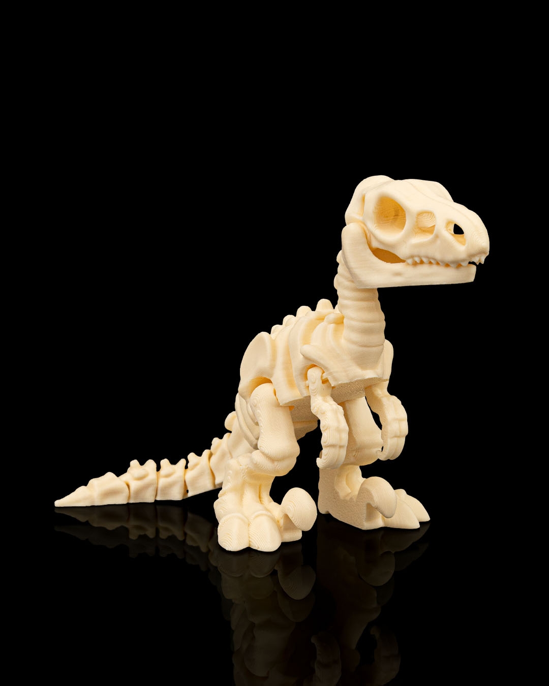 Esqueleto de Dinossauro Velociraptor Articulado - Image 5